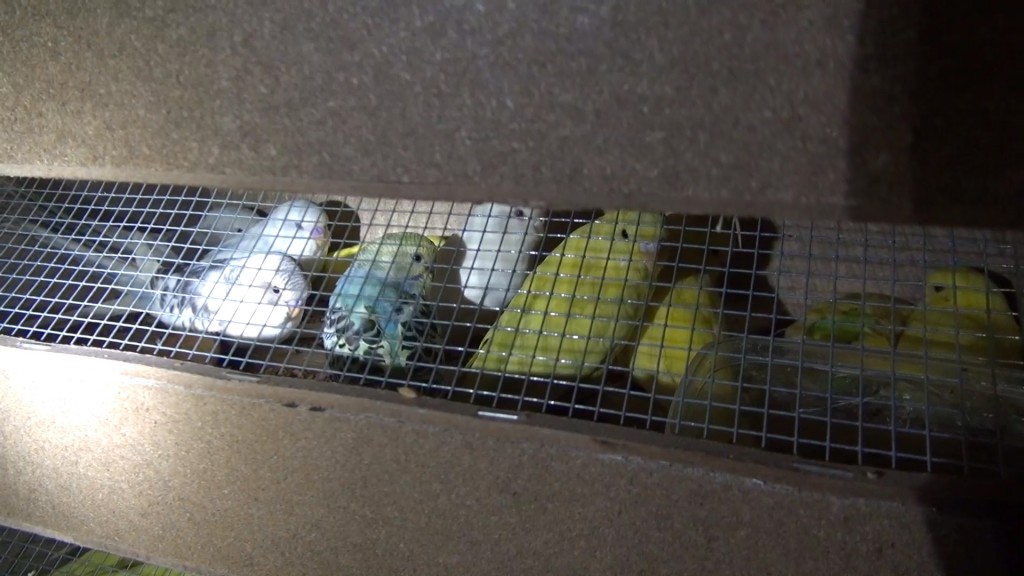 Diese Kanarienvögel haben keinen Platz um zu fliegen, sie können noch nicht mals ihre Flügel ausbreiten. Foto (c): PETA.