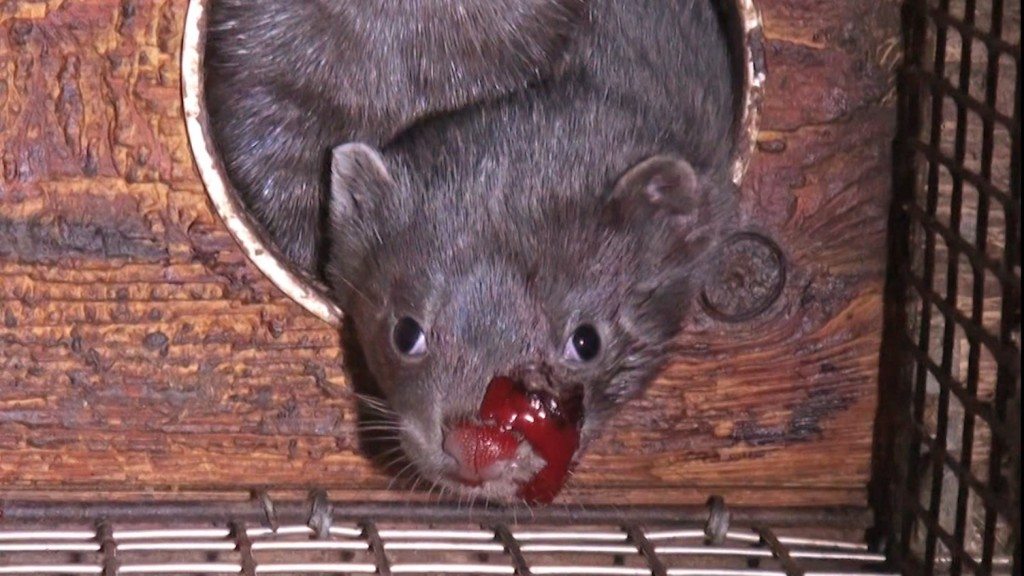 2012-01-Nerzfarm-Daenemark-01-c-PETA-D