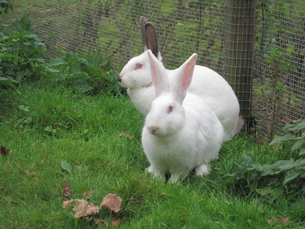 2013-03-10-Gerettete-Kaninchen-Flocke-Clyde-Lastrop-HagelHof-c-PETA-D