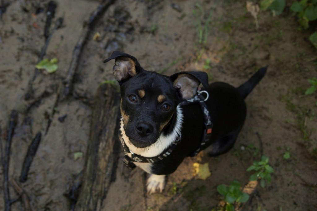 Bevor man einem tierischen Mitbewohner ein Zuhause schenkt, gibt es vieles zu beachten. Foto (c): PETA.