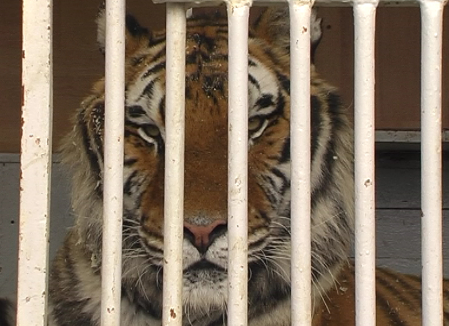 5 Fakten Uber Tiger Die Zirkusse Vor Dir Geheim Halten Petakids