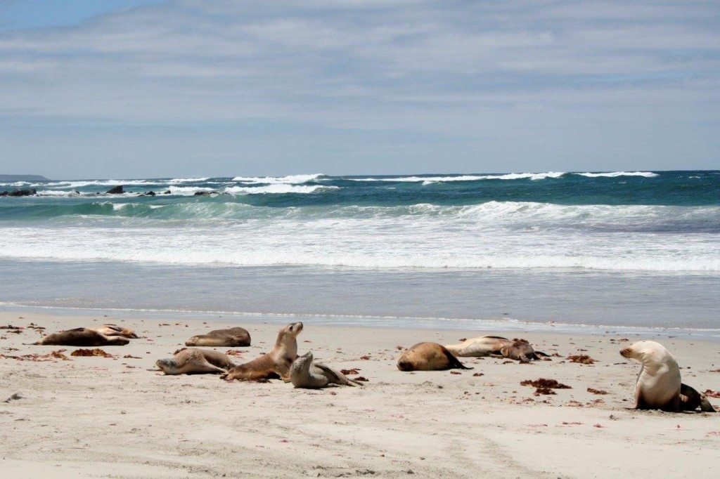 2008-01-Seehundkolonie-Kangaroo-Island-Australien-079-c-PETA-D