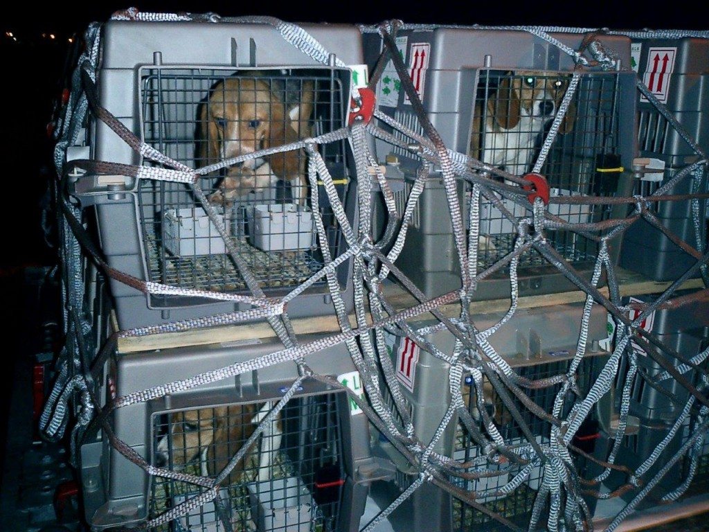 2010-Lufthansa-Beagle-fuer-Tierversuch-02-c-PETA-USA