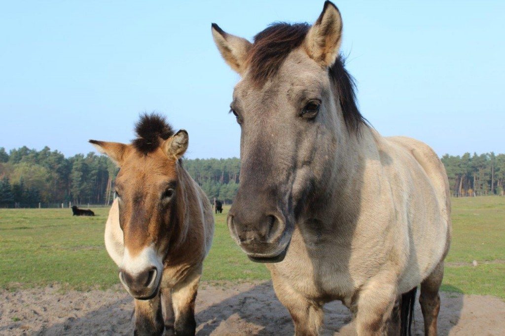 2011-Pferde-Wildpark-02-c-PETA-D