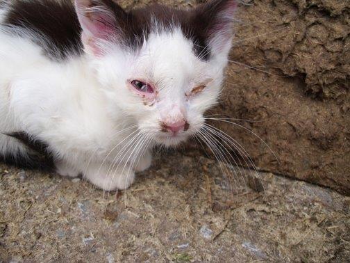 2012-06-10-Kaetzchen-Hemer-DSCI5491-c-PETA-D