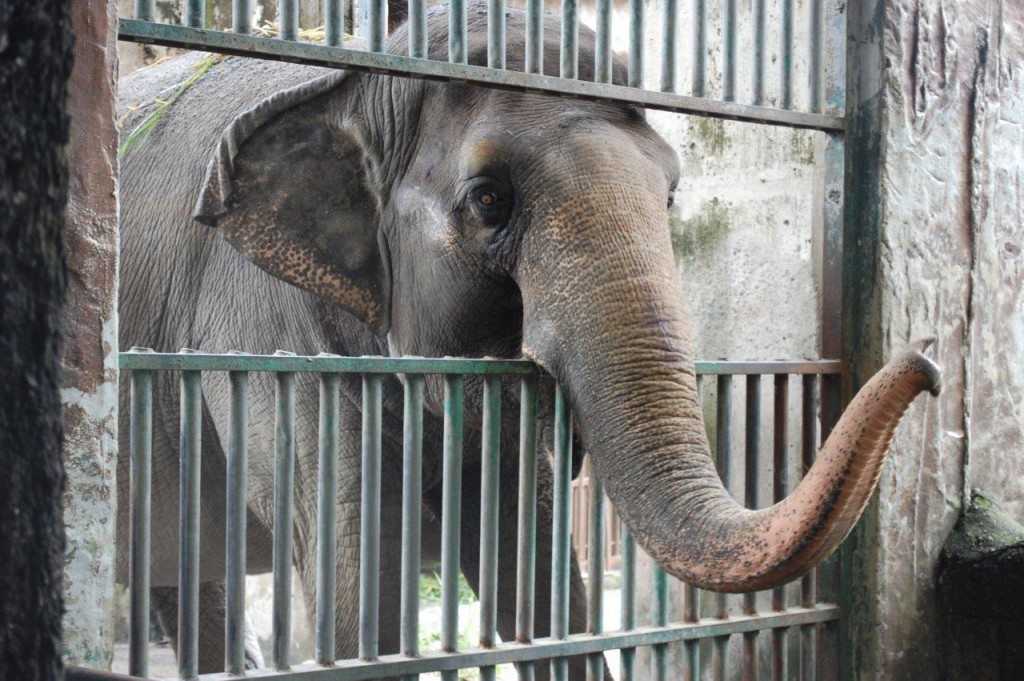 2012-10-Elefant-Mali-Manila-Zoo-88-c-PETA-Asia-Pacific