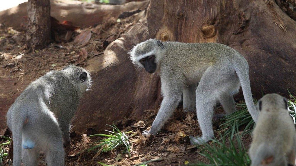 2012-Gruene-Meerkatze-Suedafrika-c-PETA-D