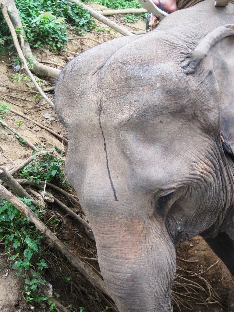 2014-10-07 Elefantenreiten Chiang mai Thailand elephant camp 4 -c- PETA D