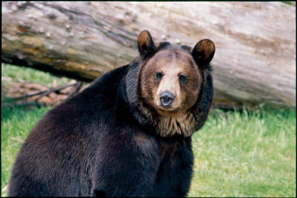 Braunbaer-c-PETA-USA