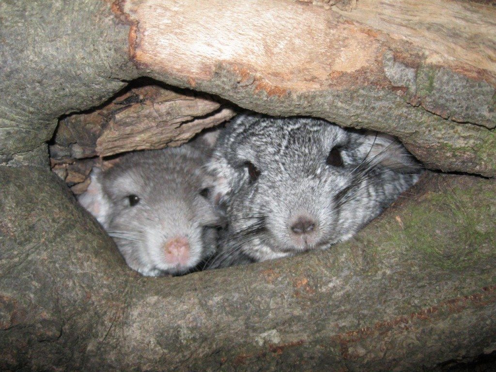 Chinchillas-c-PETA-D