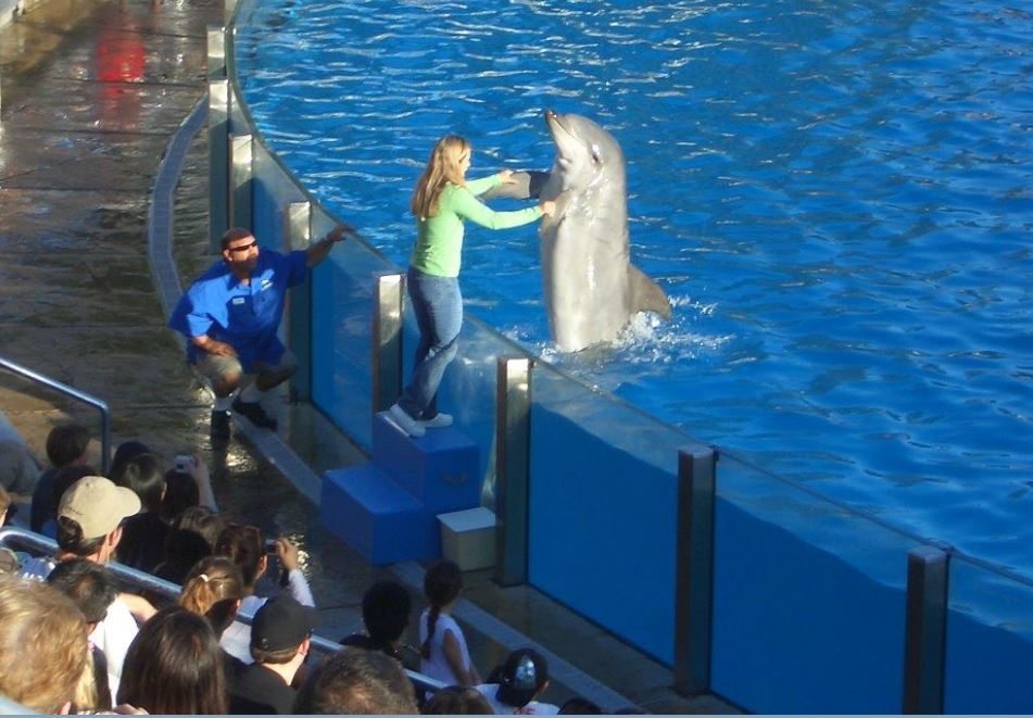Delfin_mit_Kind