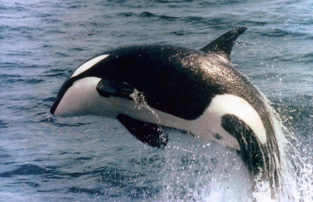 Orca-Killerwahl-in-Freiheit-c-PETA-USA
