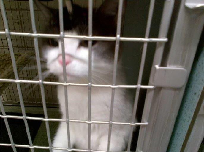 Tierversuche-Katzen-University-of-Wisconsin-012