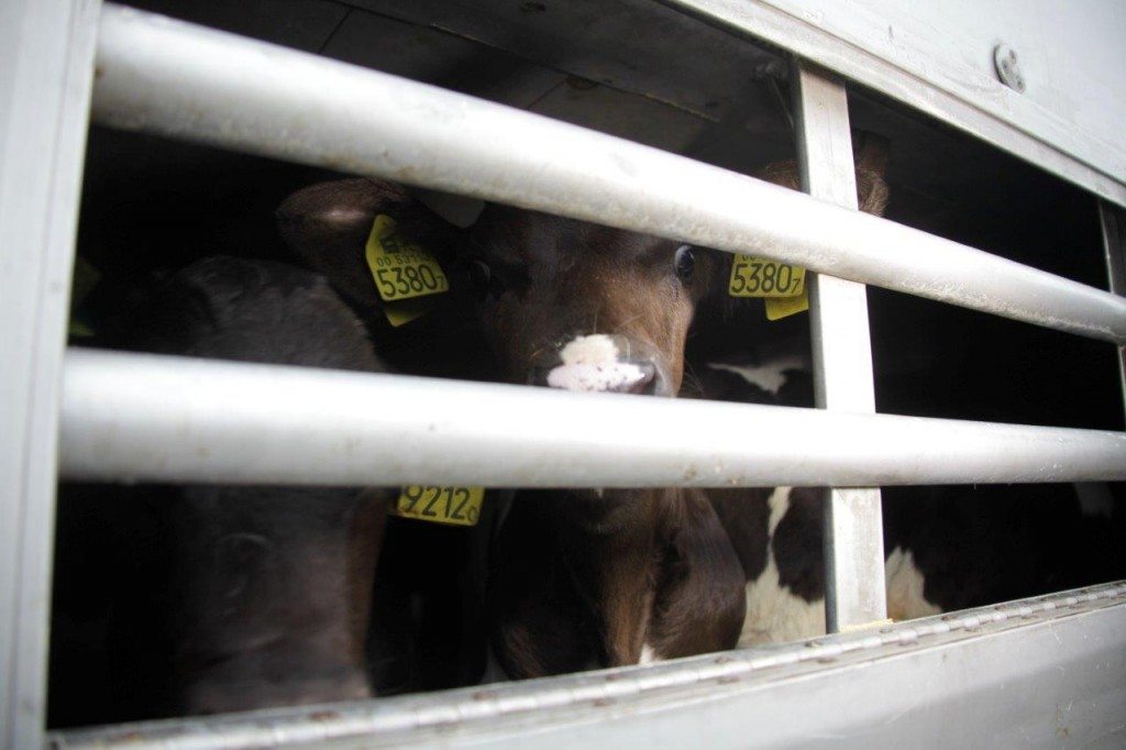 2012-06-21-Kälbertransport-005-c-PETA-D