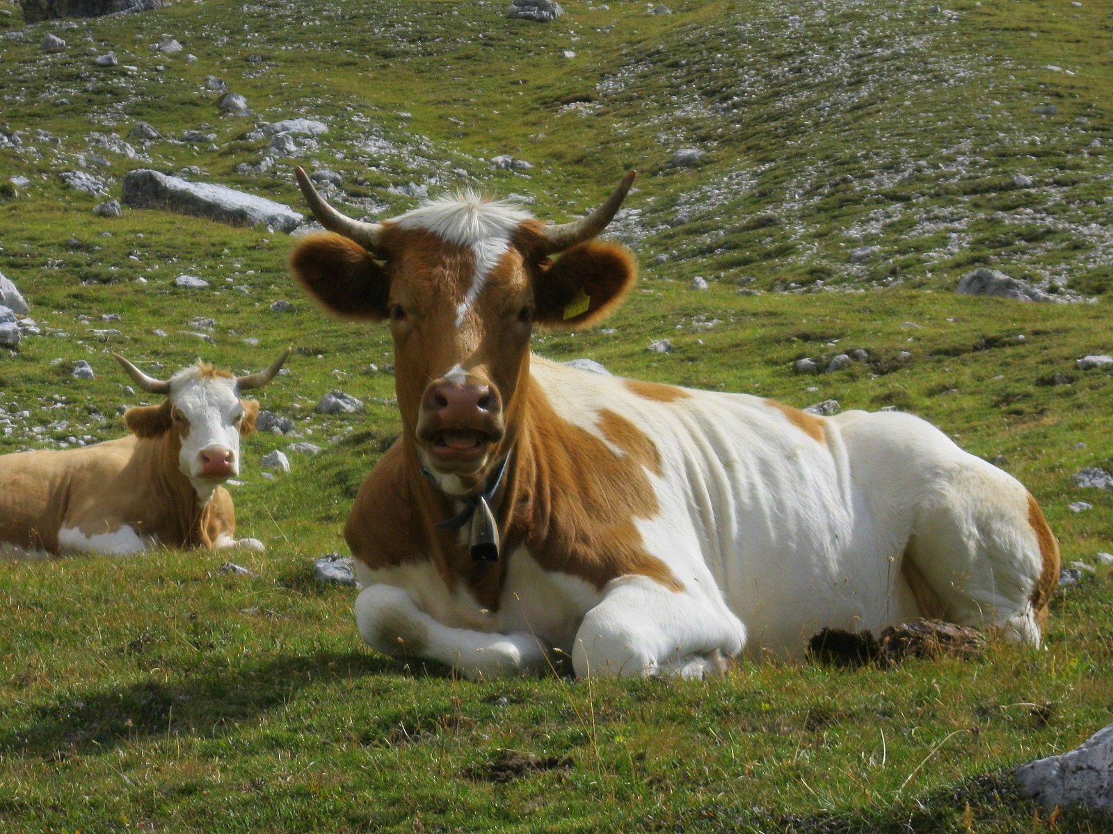 5 Grunde Warum Milch Trinken Kuhen Und Kalbchen Wehtut