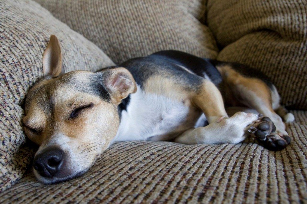 Hund-iStock_000007172183-c-AndrewHelwich