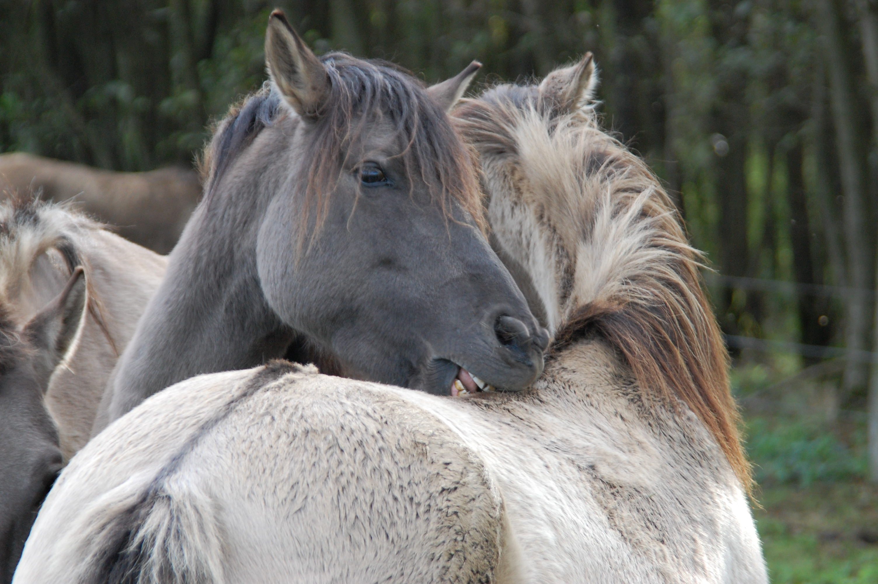 5 spannende Infos über Pferde, die du vielleicht noch nicht kennst