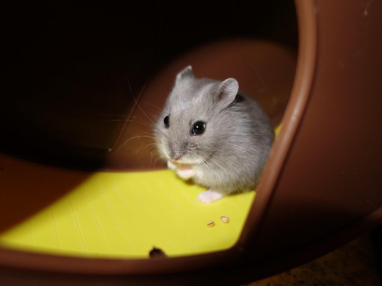 Zhamsters Zhamsters