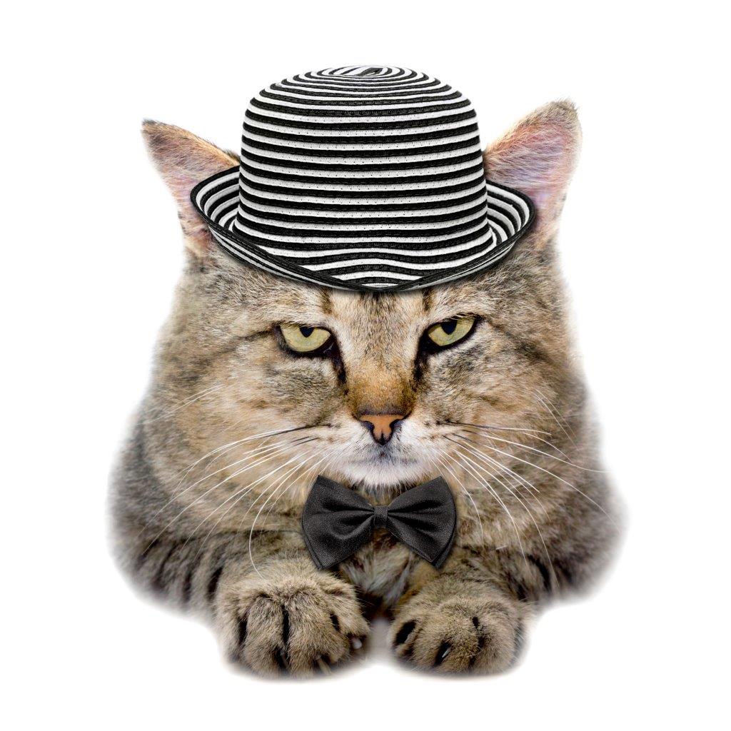 Katze-mit-Hut-3257398_original_clipdealer