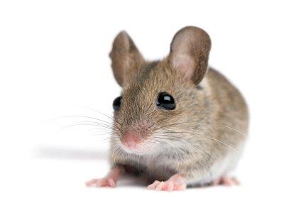 Maus-000013599735XSmall-c-Istockphoto-Eric-Isselée
