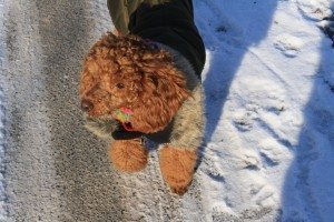 Fienchen hat kein Unterfell. Bei Schnee und Frost braucht sie einen warmen Mantel. Foto: (c) PETA