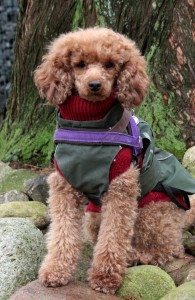 Fienchen hat Pulli und Regenmantel an. Das findet sie gut! Foto: (c) PETA