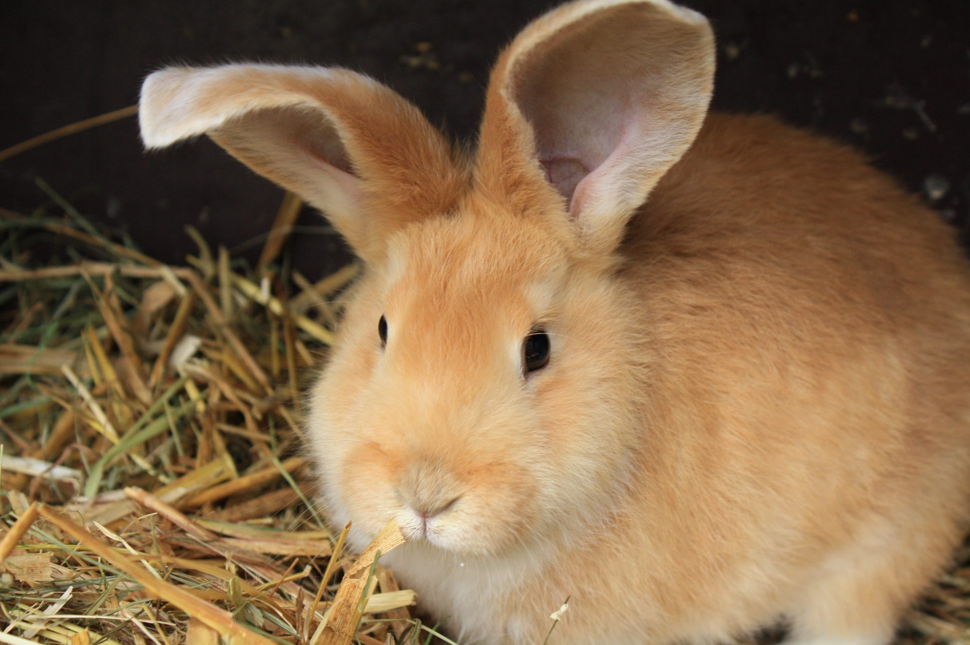 Was du über Kaninchen wissen solltest - PETAkids