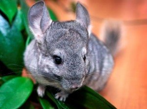 12 beeindruckende Tiere. Foto: (c) iStock-c-Savushkin