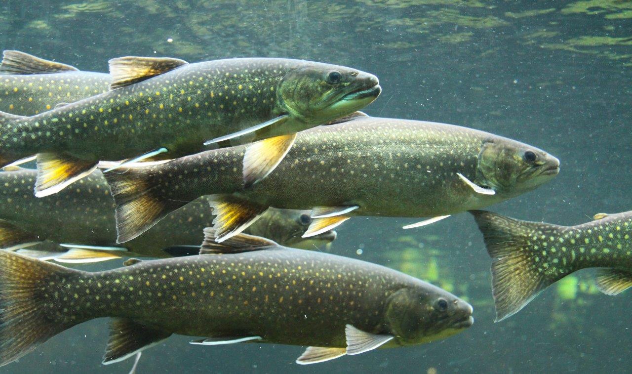 Warum Kannst Du Nicht Wie Ein Fisch Unter Wasser Leben Warum Kannst Du Nicht Wie Ein Fisch Unter Wasser Leben