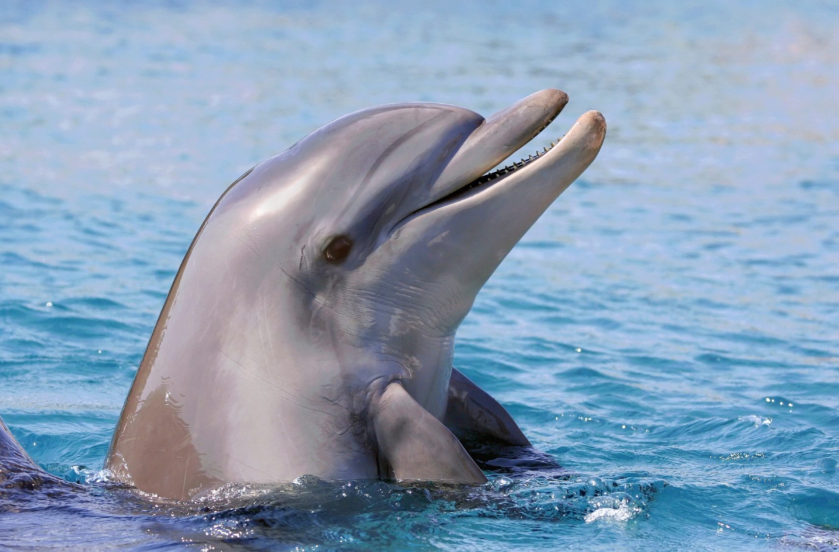 die-sprache-der-delfine-petakids
