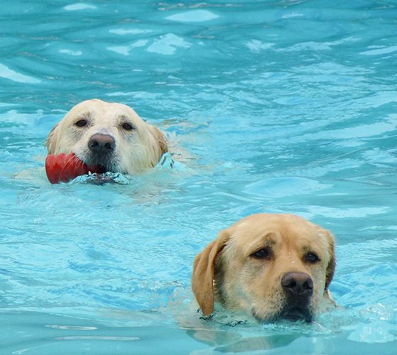 Hunde beim Hundeschwimmen