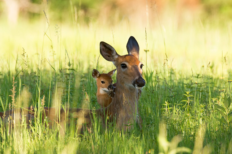 Rehe in auf einem Feld