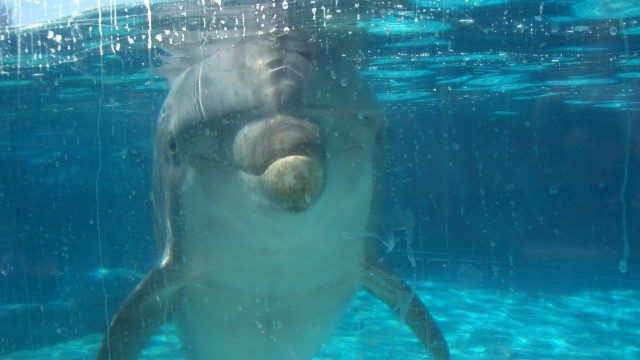 Delfin im Wasserbecken