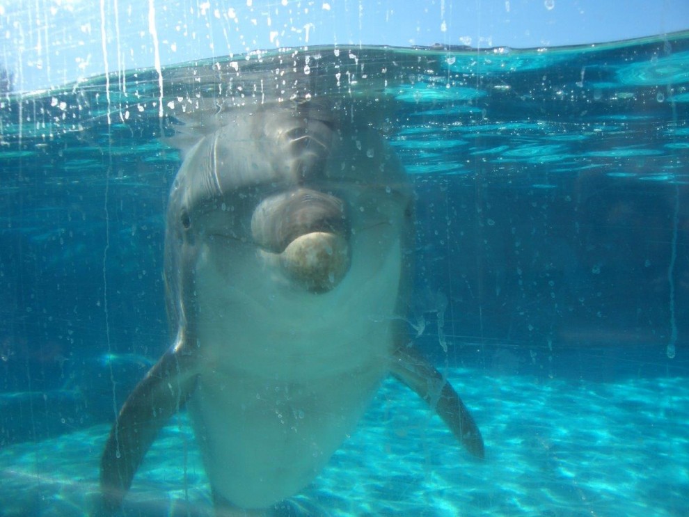 Delfin im Wasserbecken