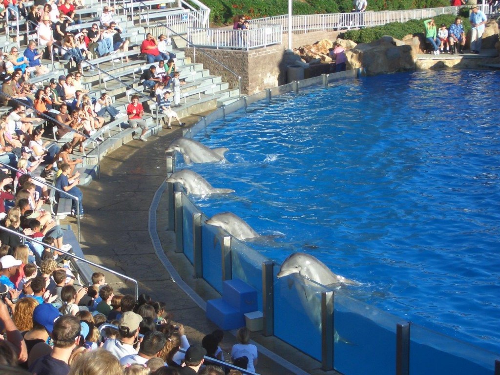 Sea World Becken mit Delfinen