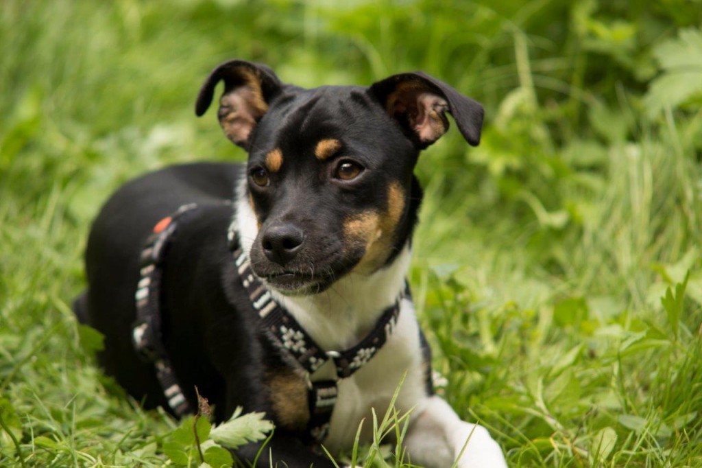 Hund liegt im Gras