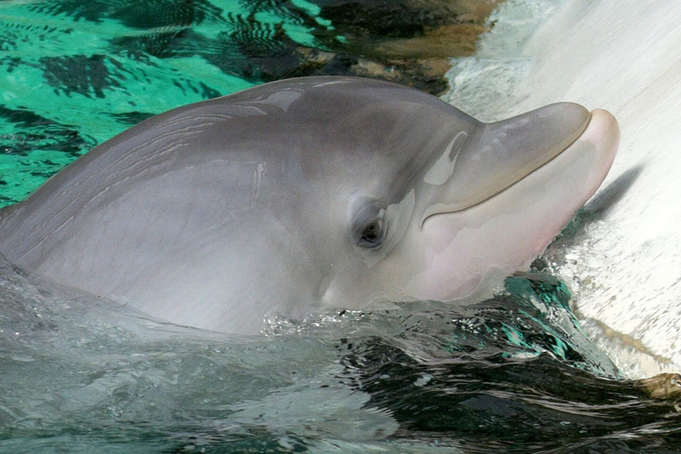 delfin delfinarium zoo duisburg