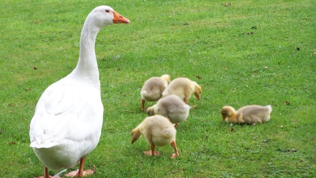 Gans mit Kueken