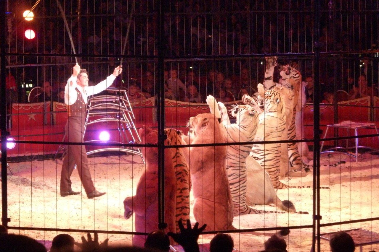 Denkst du, ein Tiger würde das freiwillig machen? Foto: (c) PETA