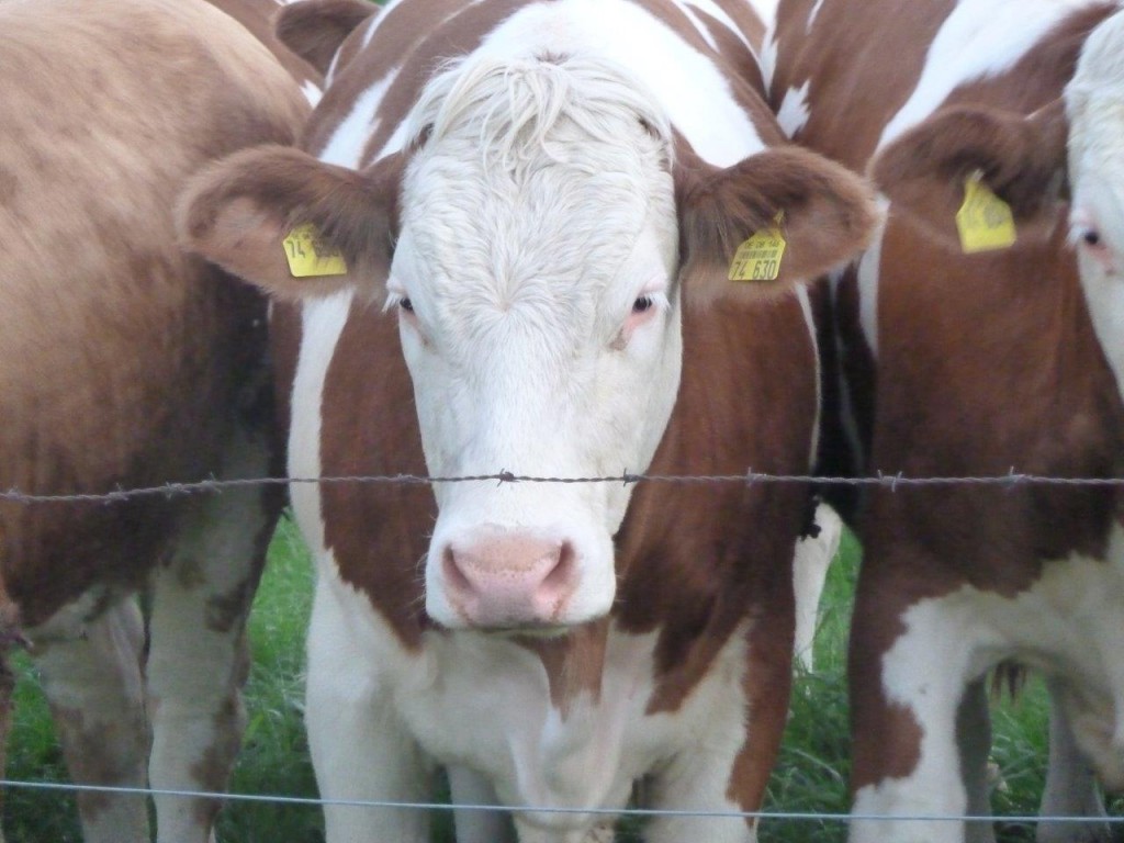 Könntest du die Haut dieses Tieres an den Füßen tragen? Foto: (c) PETA