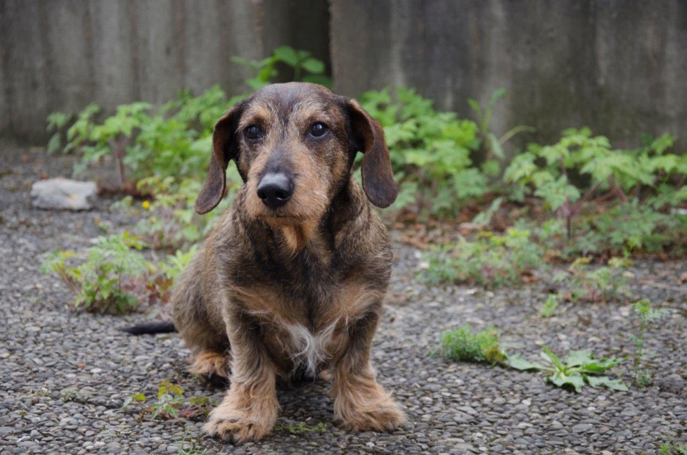 Hunde Und Katzen Petakids