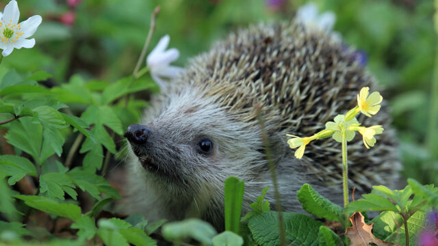 Ein Igel steht in einer Blumenwiese und schaut nach oben.