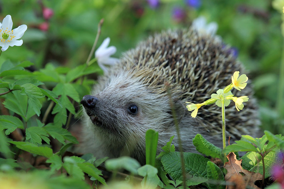 Ein Igel steht in einer Blumenwiese und schaut nach oben.