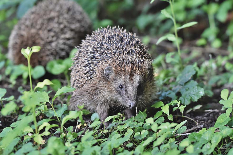 Zwei Igel laufen auf einer Wiese.