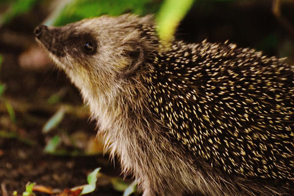 Ein Igel reckt seine Schnauze in die Hoehe.