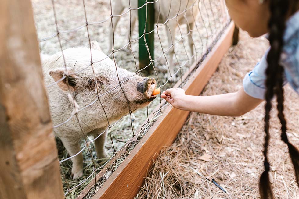 Ein Maedchen mit Zoepfen gibt einem Schwein durch einen Zaun eine Karotte.