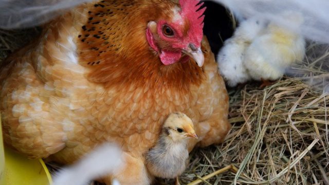 Huhn mit Kueken