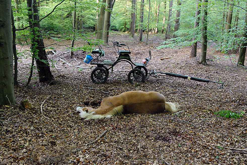 pferd liegt auf dem boden