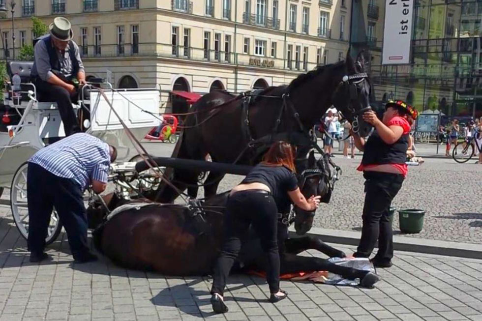 pferd zusammengebrochen