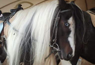 Ponykarussell